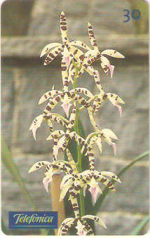 SP-0286 - Orquídea-Eneyclia